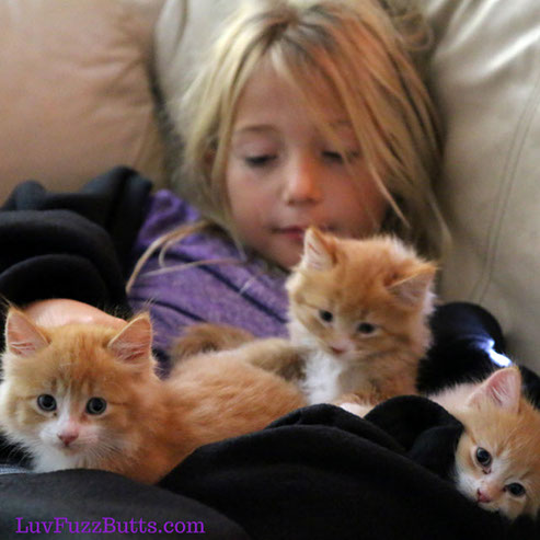 Orange Kittens by LuvFuzzButts.com