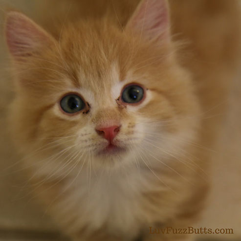 Orange Kittens by LuvFuzzButts.com