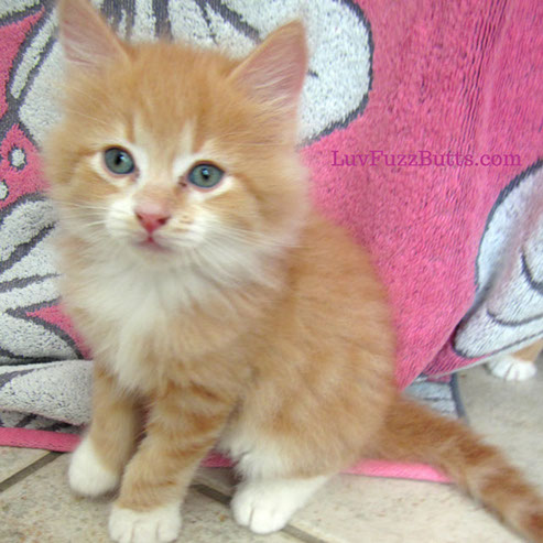 Orange Kittens by LuvFuzzButts.com