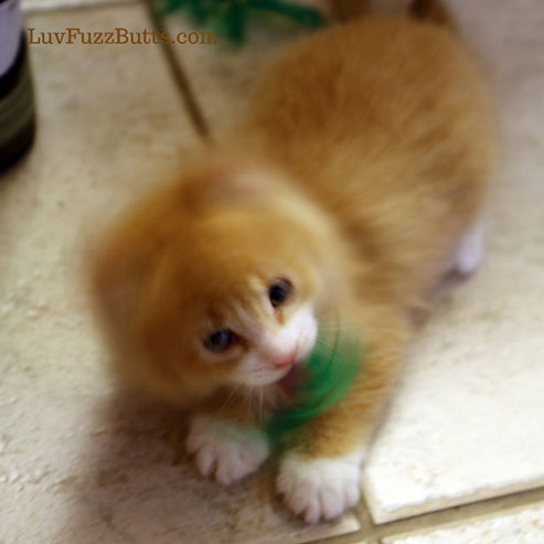 Orange Kittens by LuvFuzzButts.com