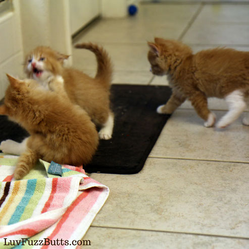 Orange Kittens by LuvFuzzButts.com
