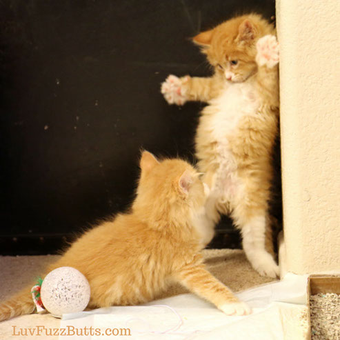 Orange Kittens by LuvFuzzButts.com