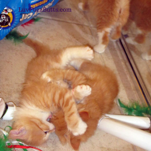 Orange Kittens by LuvFuzzButts.com