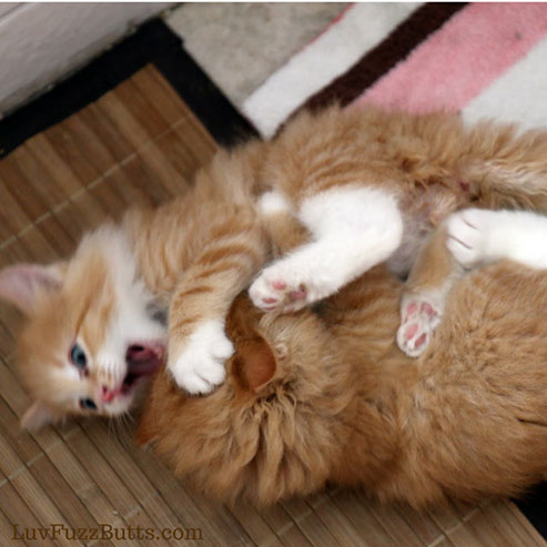 Orange Kittens by LuvFuzzButts.com