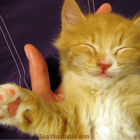 Orange Kittens by LuvFuzzButts.com