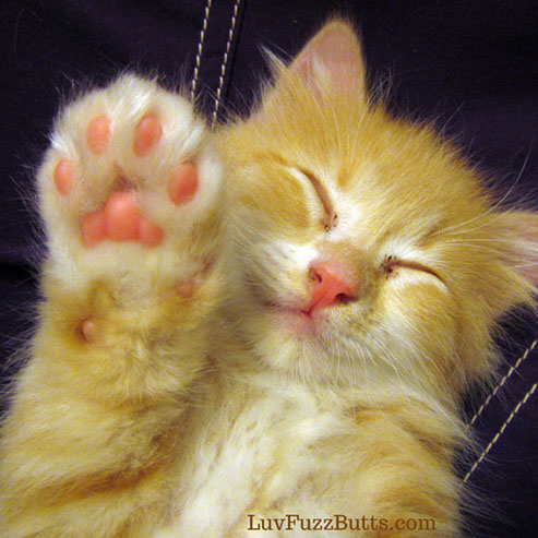 Orange Kittens by LuvFuzzButts.com