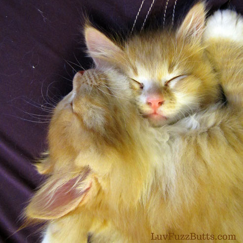 Orange Kittens by LuvFuzzButts.com